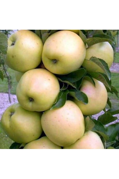 Урожай яблуні ‘Медок’ із золотистими плодами на гілках